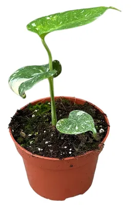 Zdjęcie produktu dla Monstera Thai Constellation 25-30 cm białe nakrapiane skrzydło Monstera okienna