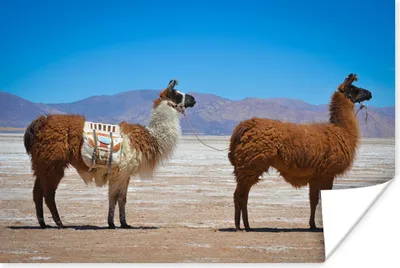 Produktbild von MuchoWow® Poster Lama - Wüste - Berge 180x120 cm - Fotoplakat