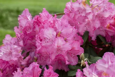 Produktbild von Rhododendron Hybr. 'Haithabu', Rhododendron, rosa Blüten, 40–50 cm