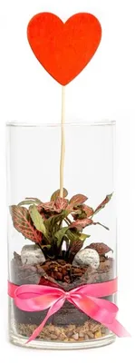 Produktbild von Gardners Glasvase TILIA, 10x20 cm – bepflanzt mit Fittonia (rote Sorte)