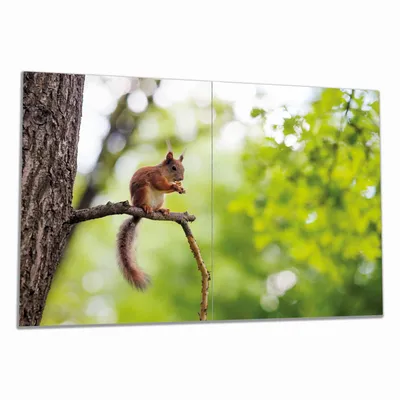 Produktbild von Wallario Herdabdeckplatte aus Glas, Größe 80 x 52 cm 2-teilig, Motiv Eichhörnchen auf einem Ast