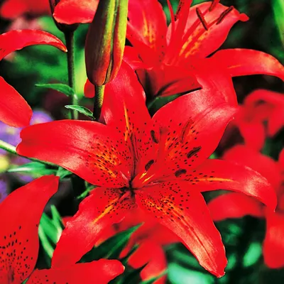 Image de Lys asiatique rouge XXL 1 pièce Lys Gros bulbes de lys Bulbes