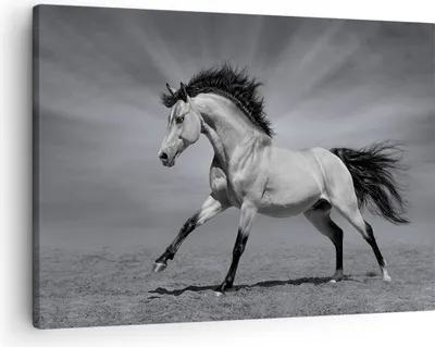 Produktbild von Bild auf Leinwand - Leinwandbild - Pferd Tier Natur - 70x50cm - Wand Bild - Wanddeko - Wandbilder - Leinwanddruck - Bilder - Kunstdruck - Wanddekoration - Leinwand bilder - Wandkunst - AA70x50-3608