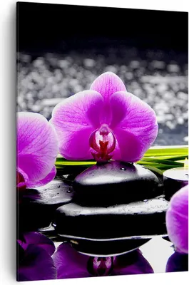 Produktbild von Bild auf Leinwand - Leinwandbild - Einteilig - Orchidee Natur Wasser Blume - 70x100cm - Wand Bild - Wanddeko - Wandbilder - Leinwanddruck - Wanddekoration - Leinwand bilder - Wandbild - PA70x100-2658