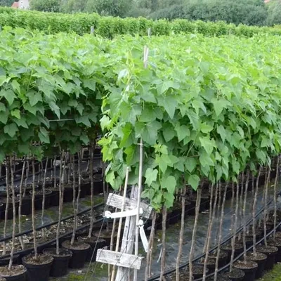 Produktbild von Rosetta, großfrüchtige rote Johannisbeere Hochstamm, aromatisch ca. 80-90 cm Stamm im 3-4 Liter Topf