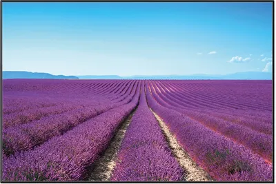 Produktbild von Wallario Wandbild Lavendelfeld unter blauem Himmel, Größe: 61 x 91,50 cm, Poster mit schwarzem Aluminiumrahmen