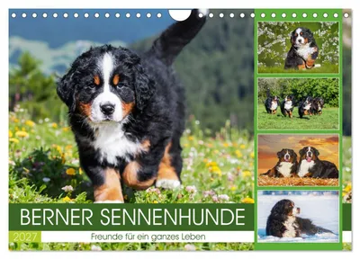Produktbild von Berner Sennenhunde - Freunde für ein ganzes Leben (Wandkalender 2027 DIN A4 quer), CALVENDO Monatskalender
