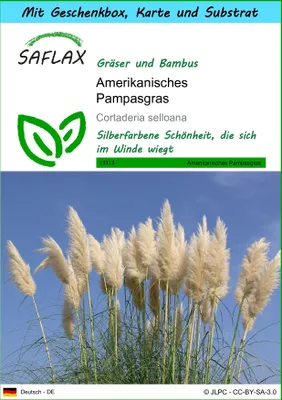 Produktbild von SAFLAX Geschenk Set - Amerikanisches Pampasgras - Cortaderia selloana - 200 Samen - Mit Geschenkbox, Versandaufkleber, Geschenkkarte und Anzuchtsubstrat