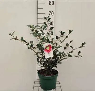 Produktbild von Camellia sasanqua - Herbstblühende Kamilie 40- 50 cm Container