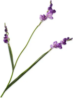 Produktbild von Silk-ka Kunstblume-Seidenblume Freesienzweig Lila 83 cm