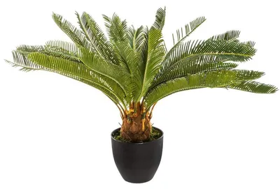 Produktbild von Palme im Topf 68cm