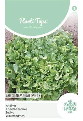 Produktbild von Winterendivien Escariol Grüner | Endiviensalatsamen von Hortitops