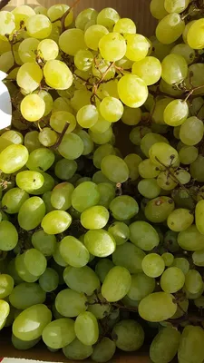 Image de Vitis vinifera 'Italia'  / Vigne 'Italia'