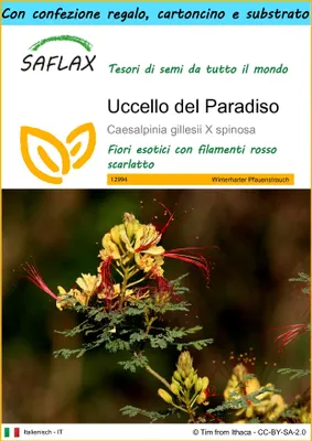 Immagine prodotto di SAFLAX Set regalo - Uccello del Paradiso - 10 semi - Caesalpinia