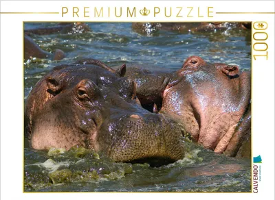 Produktbild von Calvendo Flusspferde – Revierkampf 1000 Teile Puzzle quer 640x480mm, Herzog Michael; 7396883