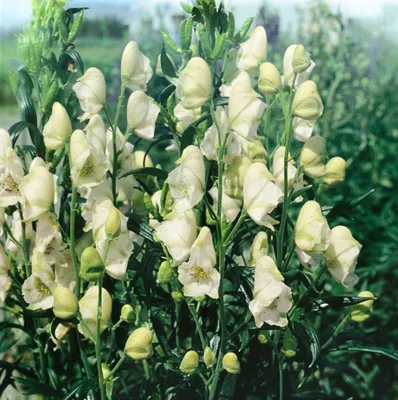Produktbild von Aconitum napellus 'Album', Eisenhut, weiß, ca. 11x11 cm Topf