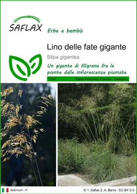 Immagine prodotto di SAFLAX  - Lino delle fate gigante - 10 semi - Stipa