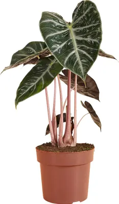 Produktbild von 1x Alocasia Pink Dragon P17 H60