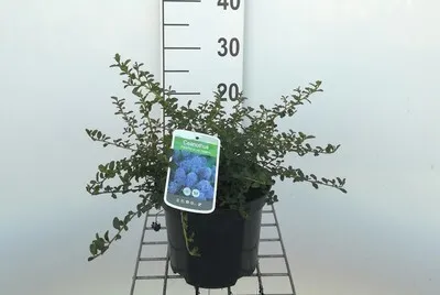 Zdjęcie produktu dla Ceanothus thyrs. 'Repens' - Säckelblume 25- 30 cm Pojemnik