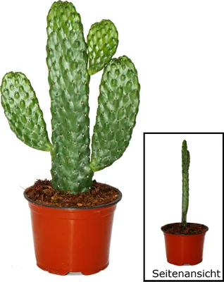 Obrázok produktu pre Kaktus zni?ené cesty - Consolea rubescens - Kaktus s plochým uchom - 12cm kvetiná?