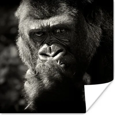 Produktbild von MuchoWow® Poster Tierprofil Gorilla in schwarz und weiß 100x100 cm - Babyzimmer
