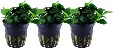 Produktbild von Aquariumpflanze 3 Stück Anubias nana Bonsai AquaOne 301H Wasserpflanze Aquarium