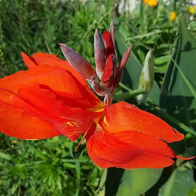 Produktbild von Indisches Blumenrohr (Canna indica)  - 10 Samen