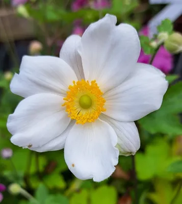 Produktbild von 4 x Anemone Honorine Jobert , reinweiß , Spätblüher , Tb 9
