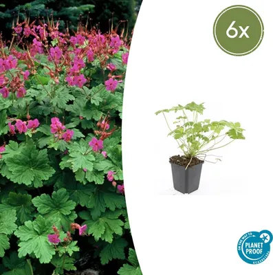 Produktbild von Bodendecker - Balkan-Storchschnabel - Geranium macrorrhizum 'Czakor' - 9cm Topf - Set mit 6 Pflanzen
