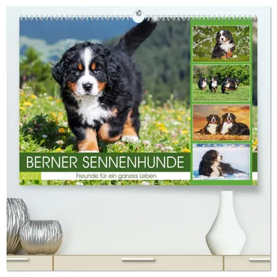 Produktbild von Berner Sennenhunde - Freunde für ein ganzes Leben (hochwertiger Premium Wandkalender 2027 DIN A2 quer), Kunstdruck in Hochglanz