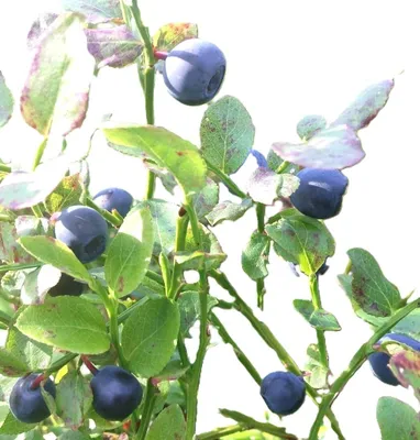 Produktbild von Heidelbeere Vaccinium Corymbosum Goldtraube Kulturheidelbeere 30 - 40 cm