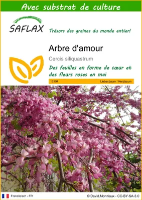 Image de SAFLAX  - Arbre d'amour - 60 graines - Avec substrat - Cercis
