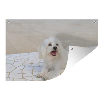 Obrázek produktu pro MuchoWow® Zahradní plakáty - Maltézský pes leží na cestě - 40x60 cm - Zahradní dekorace
