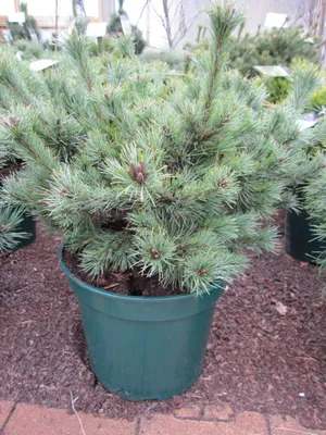 Produktbild von Pinus parviflora Kiomatsu - Zwergmädchenkiefer - Jaspanische Weißkiefer Kiomatsu - 30-40cm