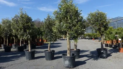 Produktbild von Olivenbaum Olive "20 Jahre" beste Qualität, Stammumfang 20 - 30 cm, winterhart, Olea Europaea