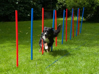 Produktbild von Premium Slalomstangen 12er Set, Agility-Set für Hunde