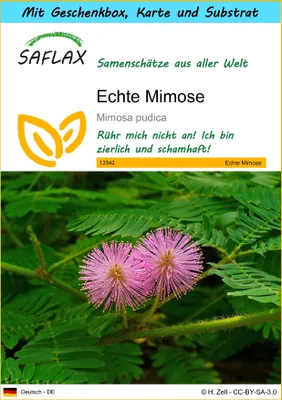 Produktbild von SAFLAX - Geschenk Set - Echte Mimose - 70 Samen - Mit Geschenk- / Versandbox, Versandaufkleber, Geschenkkarte und Anzuchtsubstrat - Mimosa pudica