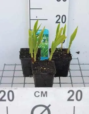 Produktbild von 6 x  Bletilla striata 'Alba' - Weiße Chinesische Bodenorchidee - Topf 9 x 9 cm
