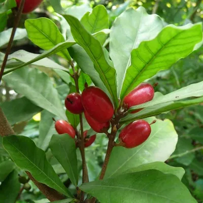 Obrázek produktu pro Zázračná bobule (Synsepalum dulcificum) – 3 semena