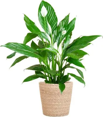 Produktbild von Scheidenblatt – Spathiphyllum – ↕80 cm – Ø21 cm + Naturkorb „Sofia“ – Zimmerpflanze mit weißen Blüten – Pflegeleicht & luftreinigend