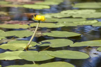 Zdjęcie produktu dla Nuphar lutea, żółta lilia wodna, doniczka ok. 11x11 cm