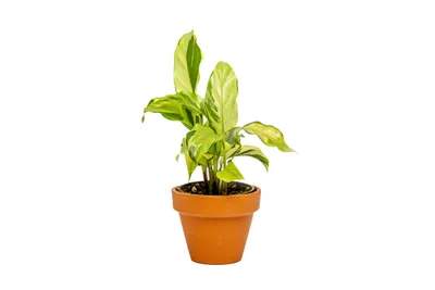 Obrázok produktu pre Gardners Calathea White Miracle, priemer 6 cm
