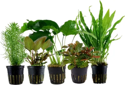 Produktbild von Pflanzen Set mit 5 Mittelgrund Topf Aquarium Wasserpflanzen AquaOne Nr.114