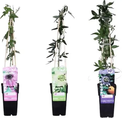 Obrázek produktu pro Passiflora - smes - 3 rostliny - Ø15cm x Ø65cm - exotické mucenky v ruzných