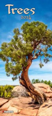 Produktbild von Trees 2024
