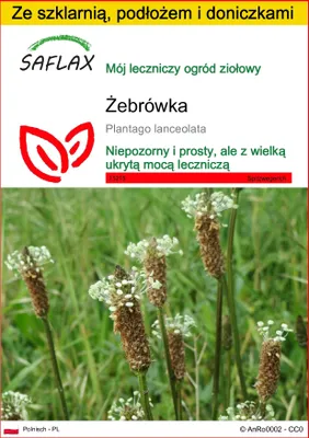 Zdjęcie produktu dla SAFLAX - Zestaw do uprawy - Żebrówka - 100 Nasiona - Z mini szklarnią, podłożem uprawowym i 2 doniczkami - Plantago lanceolata