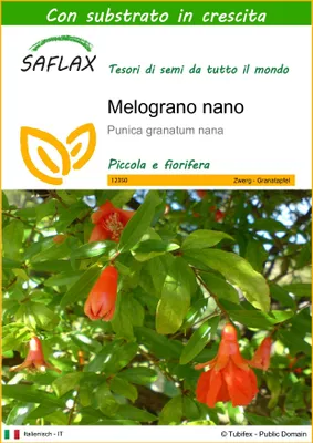 Immagine prodotto di SAFLAX  - Melograno nano - 50 semi - Con substrato - Punica