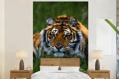 Produktbild von MuchoWow® Fototapete für Wohnzimmer oder Schlafzimmer Wandtapete Vinyl Motivtapete Sibirischer Tiger im Gras versteckt - 200x300 cm - Wanddekorationen