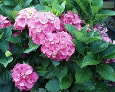 Produktbild von Hydrangea macrophylla Masja - Ballhortensie Masja