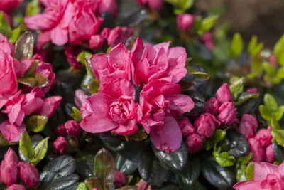 Produktbild von Rhododendron obtusum 'Rosinetta', Azalee, rosa Blüten, 20–25 cm